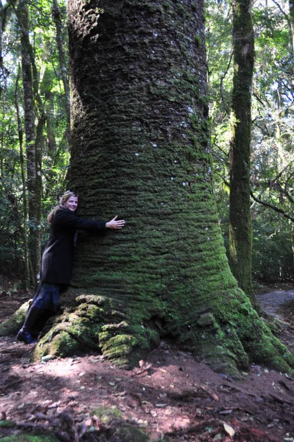 Maravilhada com a gigantesca araucária na região de Nova Petrópolis - RS